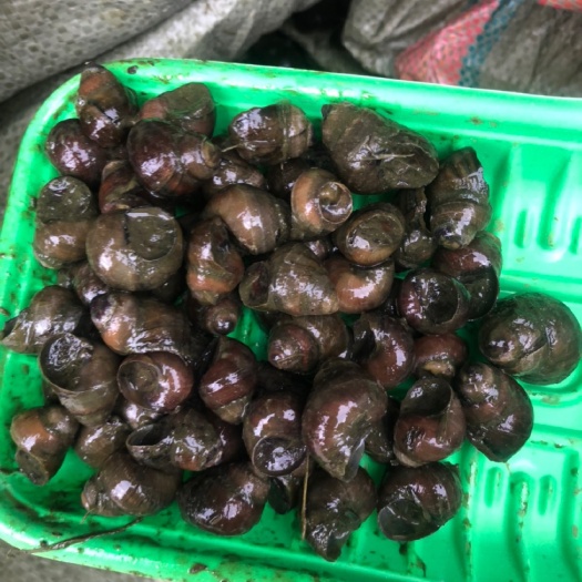 东港市 田螺，籽螺，饲料螺长年有货