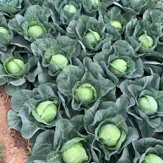 邯郸甘蓝 绿包菜