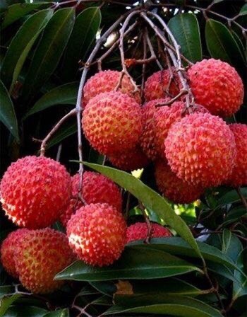 广州桂味荔枝