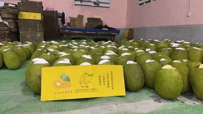 凭祥市越南前江红肉菠萝蜜自营工厂自主品牌一手货源品质