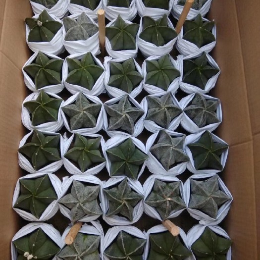 漳州实生五角银沙琉璃鸾凤玉仙人球多肉植物