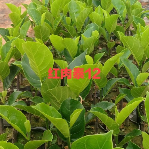 白沙县泰12红肉菠萝蜜苗