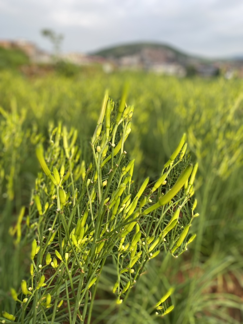 鲜黄花菜大量上市，基地直供，品质保证。