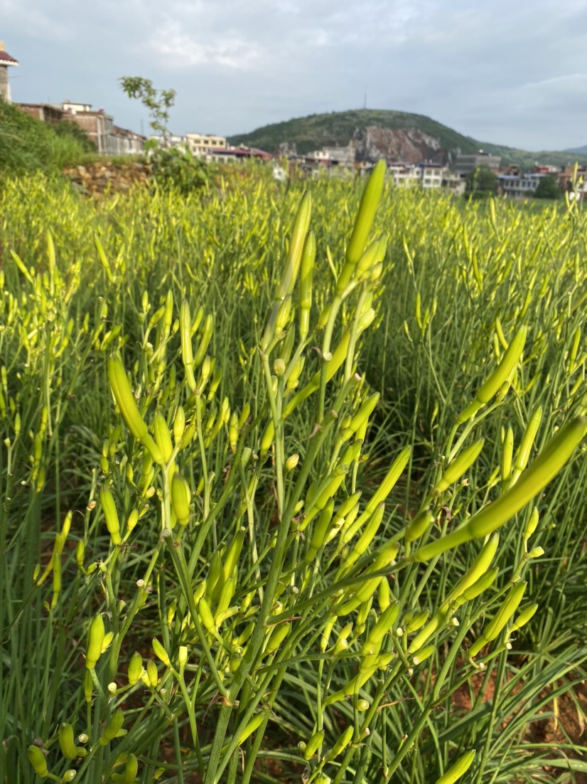 鲜黄花菜大量上市，基地直供，品质保证。