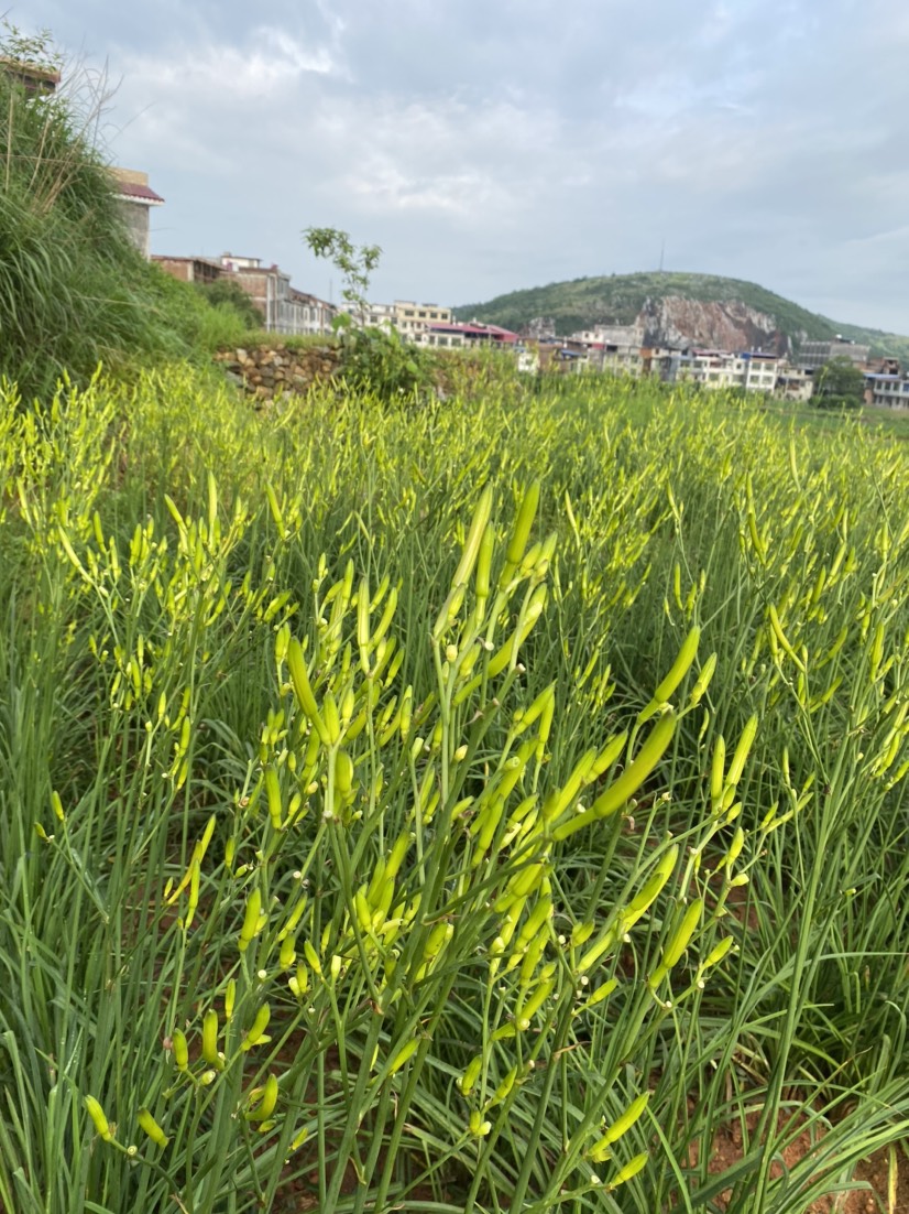 鲜黄花菜大量上市，基地直供，品质保证。
