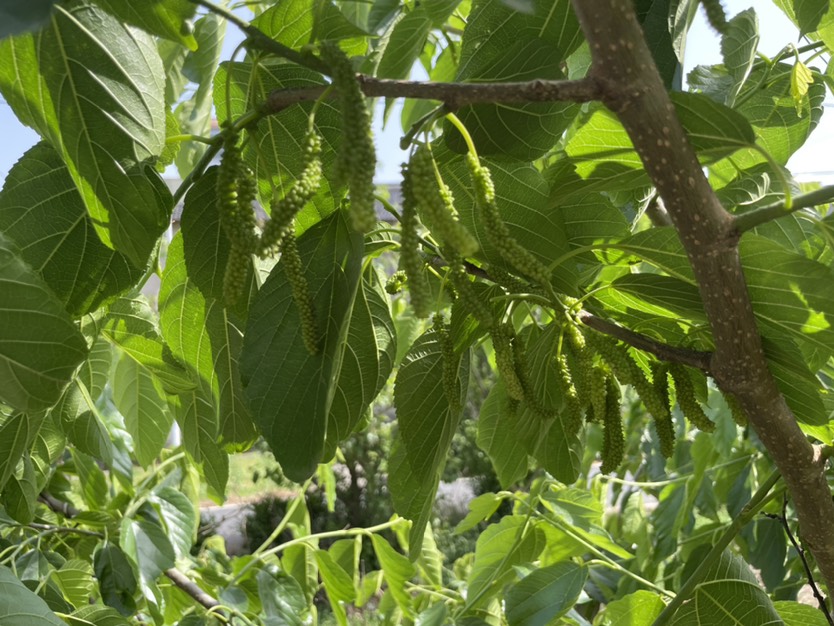 长果桑苗香金葚白长果桑树苗果桑新品种口感纯甜奶油香味果树桑树