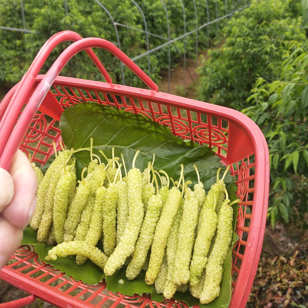 长果桑苗批发]长果桑苗香金葚白长果桑树苗果桑新品种口感纯甜