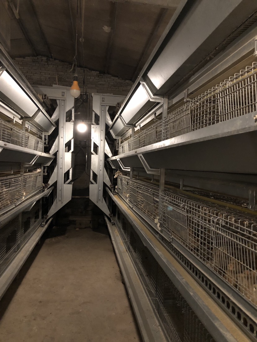 鸡笼蛋鸡笼层叠式鸡笼全自动养鸡设备河南厂家直供 金兴养殖设备