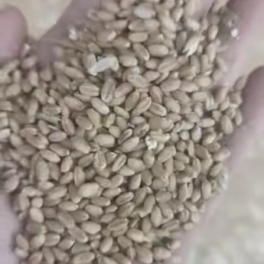唐河县白麦 21年新小麦