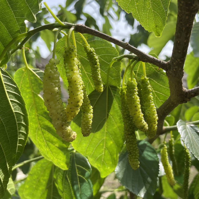 长果桑苗香金葚白长果桑树苗果桑新品种口感纯甜奶油香味果树桑树