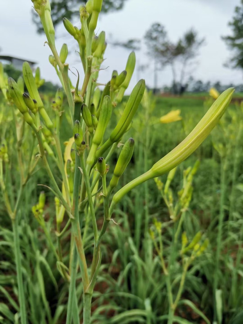 鲜黄花菜大量上市，基地直供，品质保证。