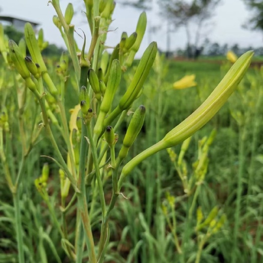 祁东县鲜黄花菜大量上市，基地直供，品质保证。