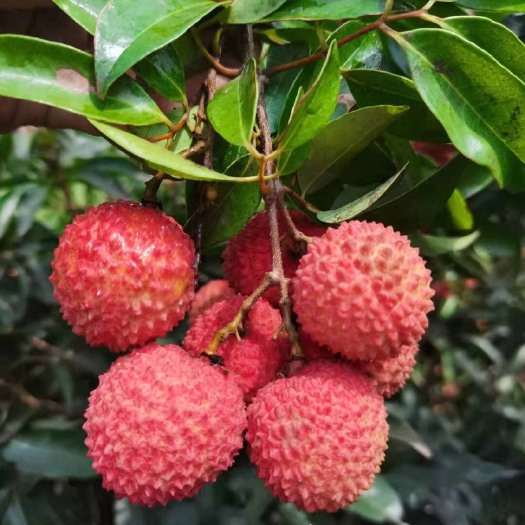 广州桂味荔枝 重磅消息：增城四丰桂味今天正式上市，果质鲜美，清甜可口、爽而