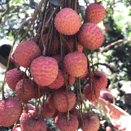 高州市桂味荔枝 荔枝王，桂味