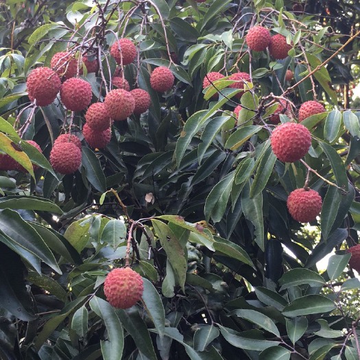 龙门县 桂味荔枝