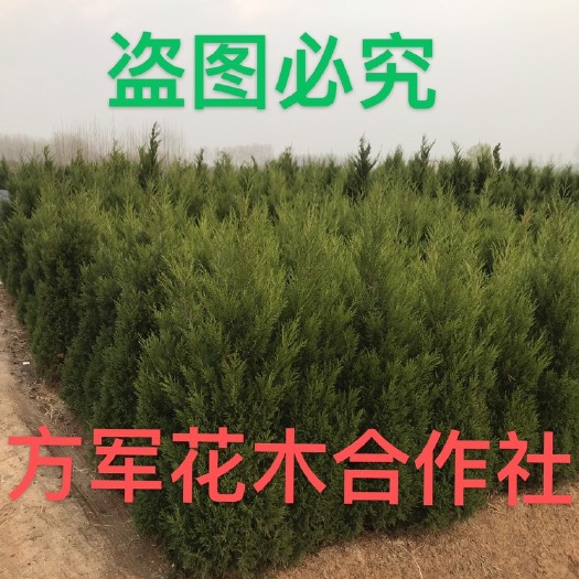 沭阳县塔柏树苗  塔柏苗 全部先挖现卖 规格齐全 支持视频看货