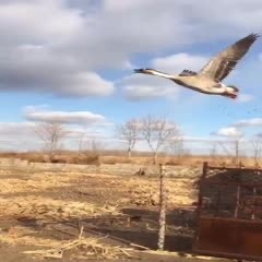 杜尔伯特杂交鹅  自家养的飞鹅。看视频