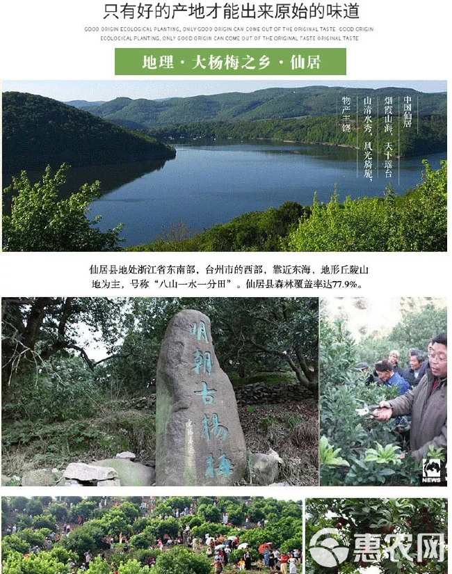 特甜仙居东魁杨梅丹果18-23克当季新鲜水果