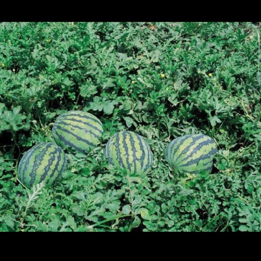太康县黑美人西瓜  河南太康万亩西瓜种植基地可代购代收广大客商前来订购