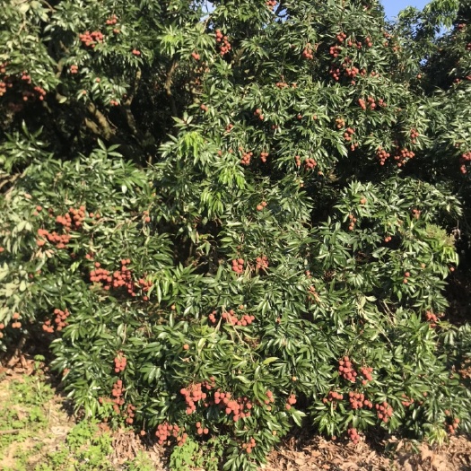 钦州新棠黑叶荔枝大量上市了，果大无虫鲜红肉厚，求实力老板过来收购