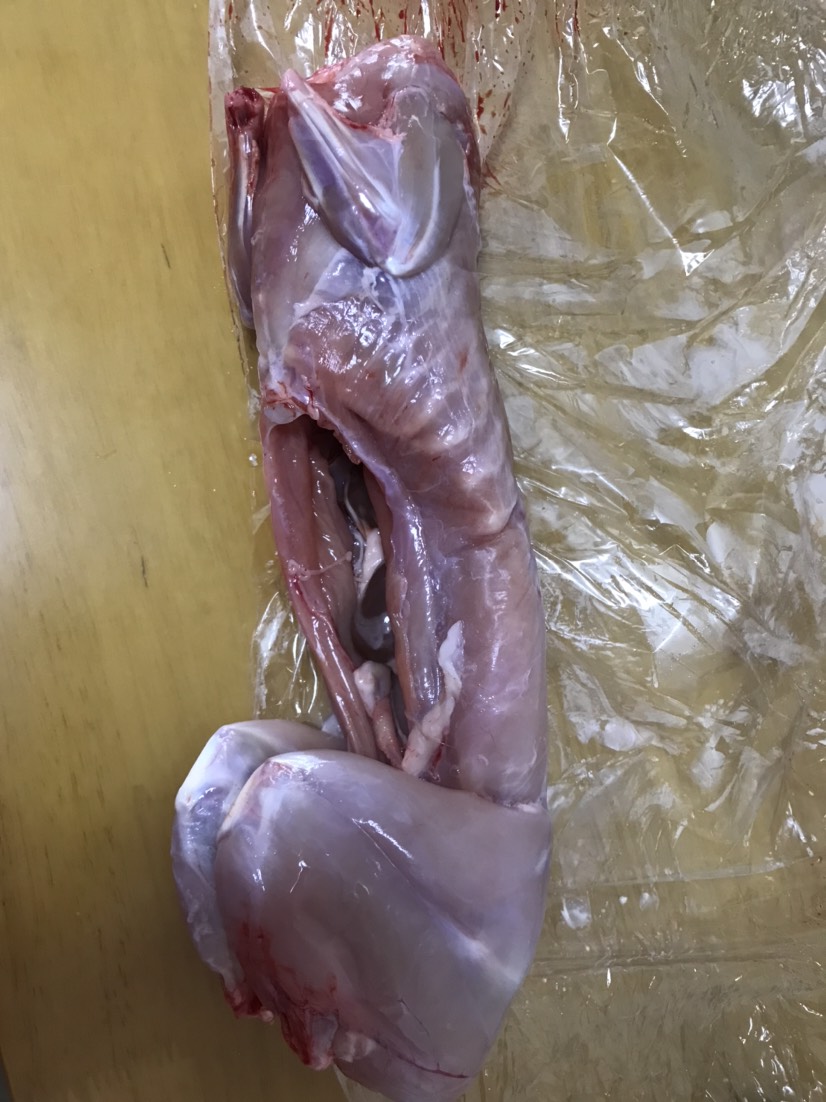 供应现杀放血带皮（去皮）生鲜，冷冻兔肉