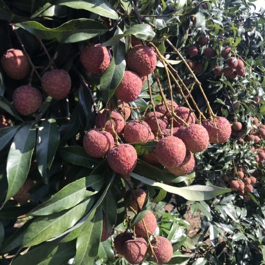 钦州钦州新棠黑叶荔枝大量上市了，量大果鲜红无斑无虫，