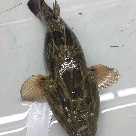 广州笋壳鱼，1-5斤