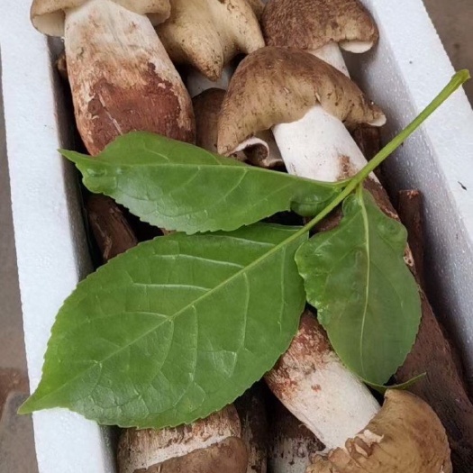 仁寿县鸡枞菌 鲜鸡枞菌