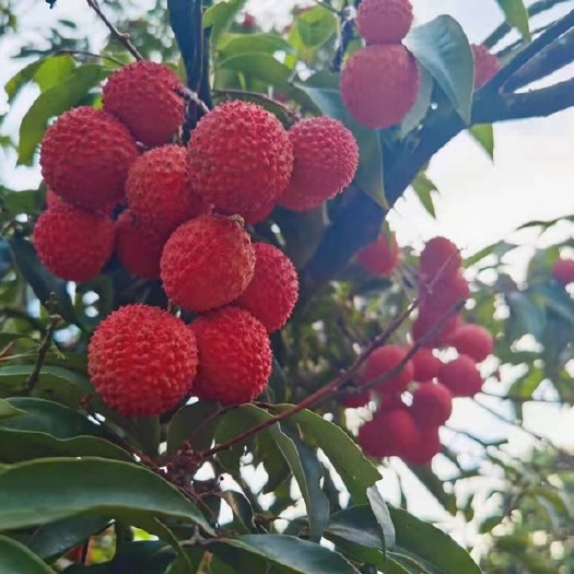 广州从化桂味荔枝 核小  超甜