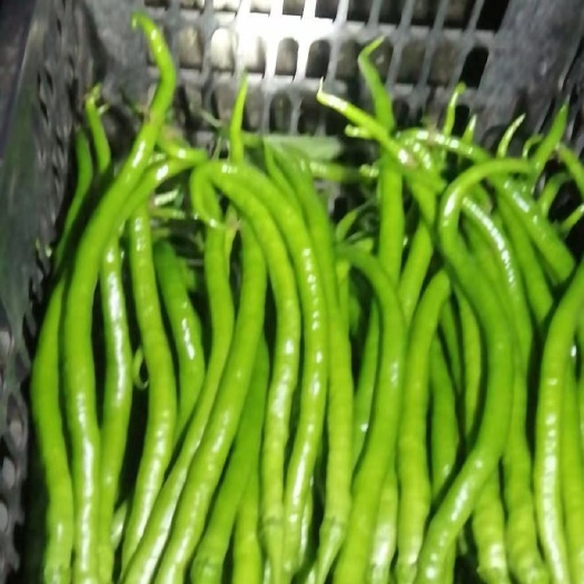 腾冲市线椒 大量线辣出售