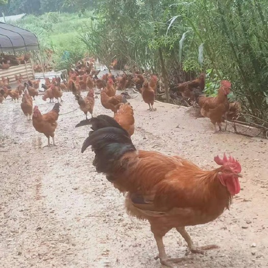 南平【红丹鸡】【跑山鸡】全放养土鸡，毛色好，天数足