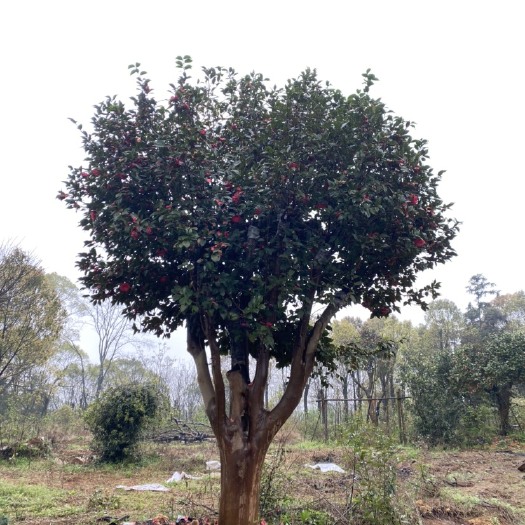 益阳山茶花 四季茶花古树耐寒