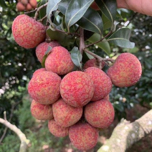 南宁黑叶荔枝 黑叶荔