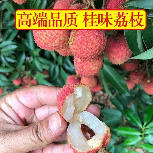 广州桂味荔枝  广东广州从化荔枝桂味，新鲜水果