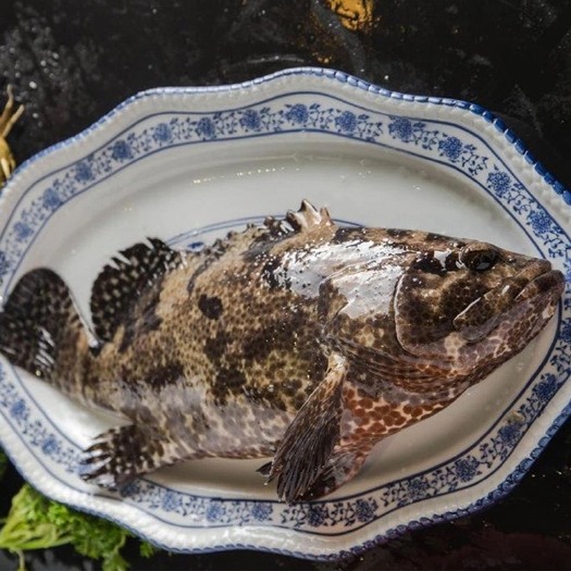佛山南海深海海捕鲜活老虎斑650g~800g/条（可以活发货