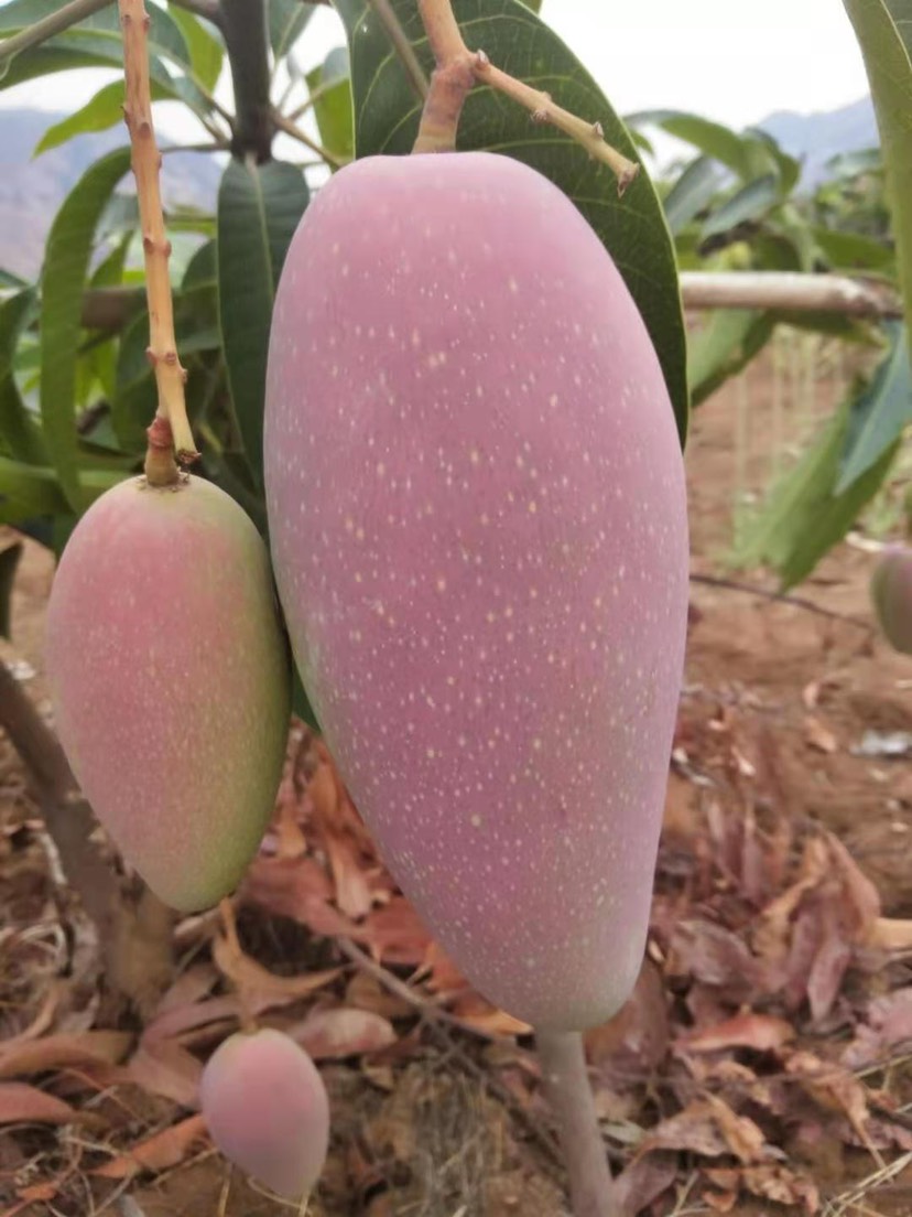 攀枝花贵妃芒果