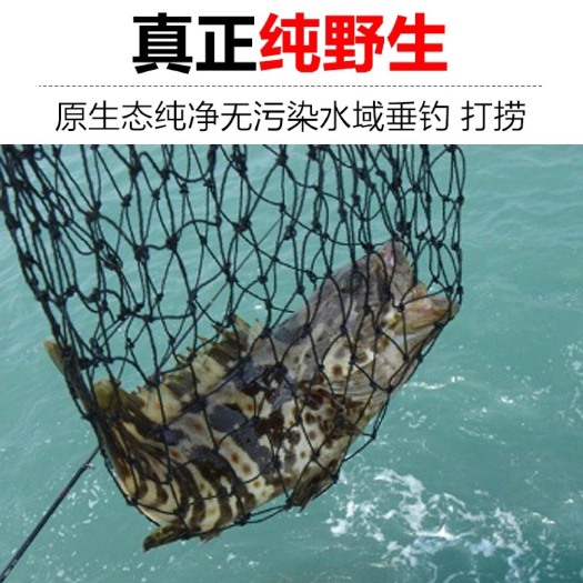 南海深海海捕青石斑 500g~600g/条活鱼批发发货