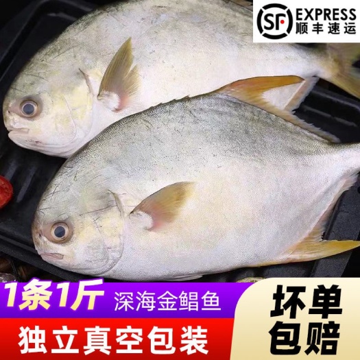 佛山【活鲜现杀或者大量批发】海南深海捕金鲳鱼400~750g/条
