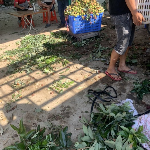 廉江市桂味荔枝  桂味，妃子笑荔枝干原材料