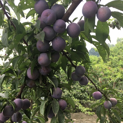 成都脆红李  五月脆