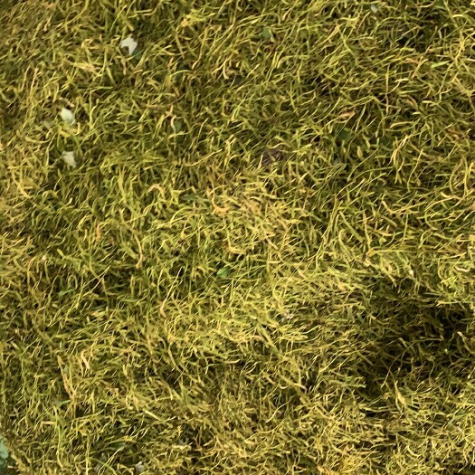 南江县各种类型金银花