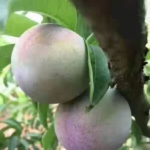 新丰县翁源品种三华李