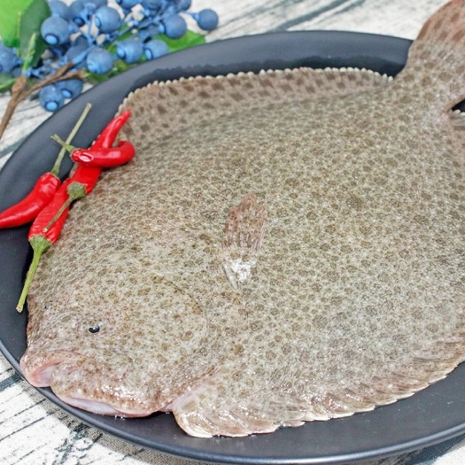 佛山海捕多宝鱼批发大量有货 活鲜大小规格400g~700g
