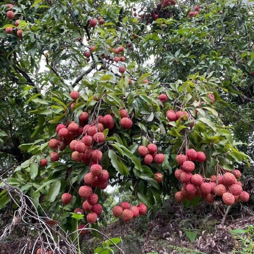 深圳糯米糍荔枝 深圳南山本地特产 送礼好！