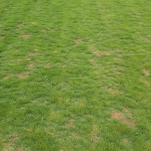 漳州马尼拉草皮  精品马尼拉草块 草卷 庭院绿化精选必备