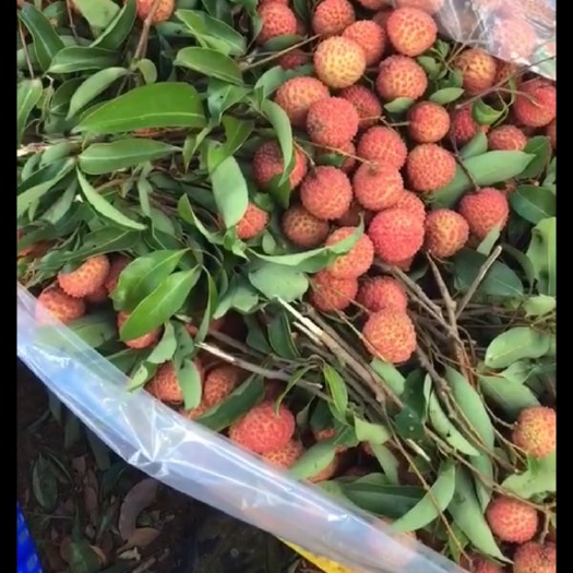 龙门县 桂味荔枝
