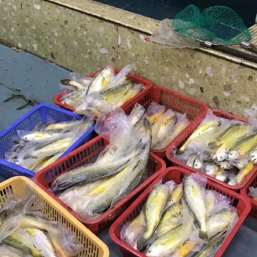 厦门带鱼  金门海产品：金门黄瓜鱼，黄花鱼中的精品。懂货可来问，码头收货
