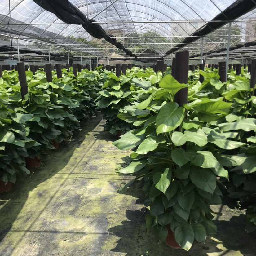 基地供应1.8米绿萝柱 室内观叶绿植 除甲醛 清新空气耐摆