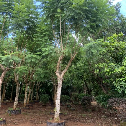 北海尖叶蓝花楹  15-20蓝楹花便宜处理，性价比高，量大便宜