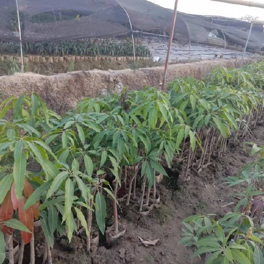 芒市景东晚熟芒果苗 云南地区晚熟东芒芒果嫁接苗